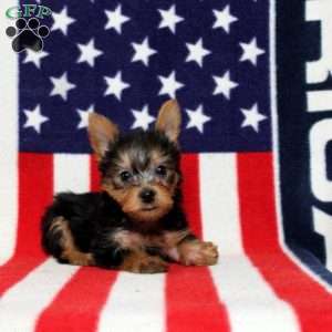 Danny, Yorkie Puppy